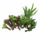 Aquarium Plants Combo Pack