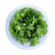 Bacopa Yellow Flame - Tissue culture Aquatic Plant