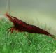 Brown Cherry Shrimp