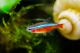 Cardinal tetra