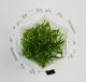 Cryptocoryne x willisii - Tissue Culture Aquarium Plant