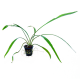 Cryptocoryne Spiralis Green