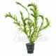 Elodea