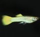 German Yellow Guppy