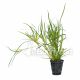 Juncus repens