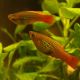 Mango Platy