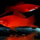 Red Swordtail fish