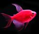 Red Glo Widow Tetra