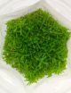 Rotala Rotundifolia Pink - Tissue Culture Aquarium Plant