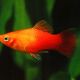 Sunset Platy