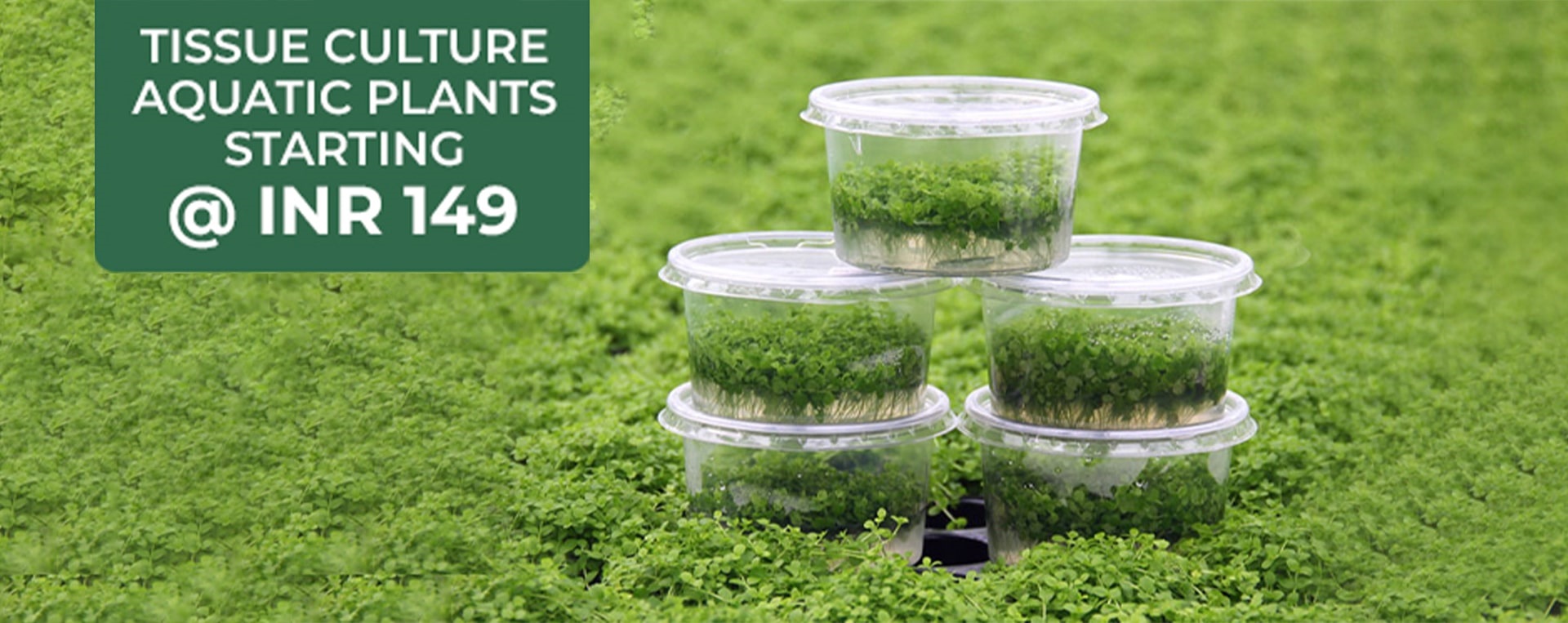 Tissue Culture Aquatic Plants