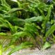 Water trumpet(Cryptocoryne Wendtii)