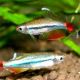 White Cloud Mountain minnow